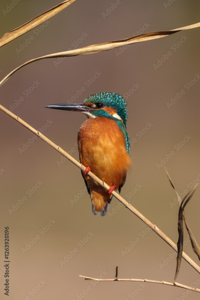 Male common Kingfisher (Alcedo atthis) perching image with brown background