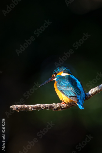 Obraz na płótnie Male common Kingfisher (Alcedo atthis) perching image with black background w salonie