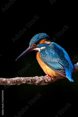 Obraz na płótnie Male common Kingfisher (Alcedo atthis) perching image with black background w salonie