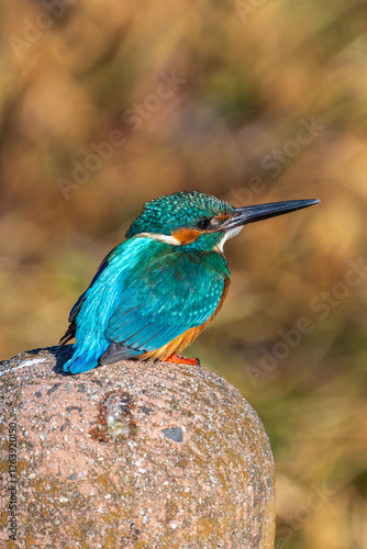 Obraz na płótnie Male common Kingfisher (Alcedo atthis) perching image with brown background w salonie