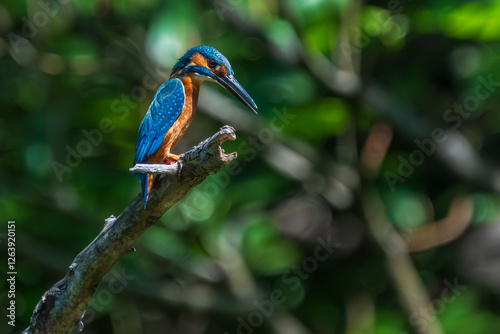Male common Kingfisher (Alcedo atthis) perching image with green background