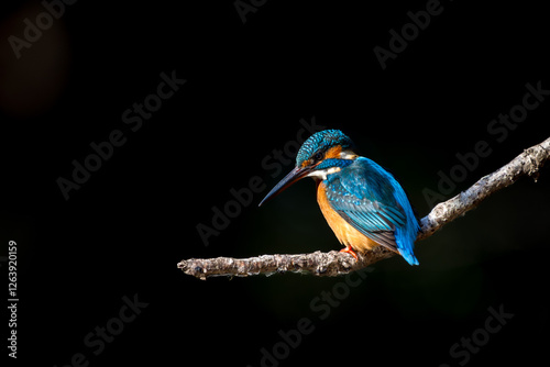 Obraz na płótnie Male common Kingfisher (Alcedo atthis) perching image with black background w salonie