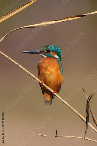 Obraz na płótnie Male common Kingfisher (Alcedo atthis) perching image with brown background w salonie