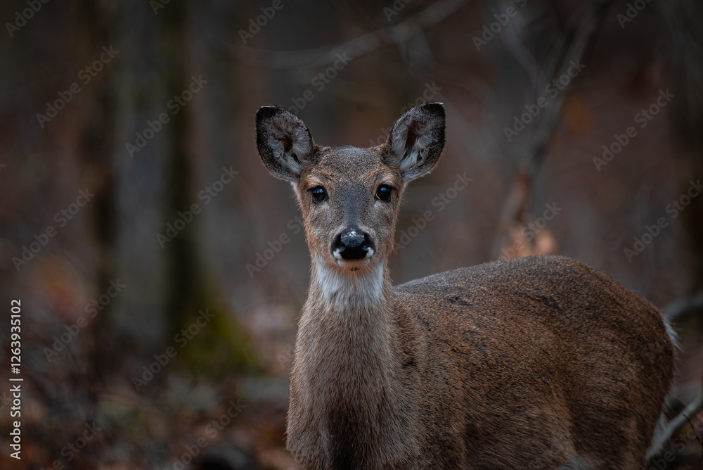 Whitetail Deer