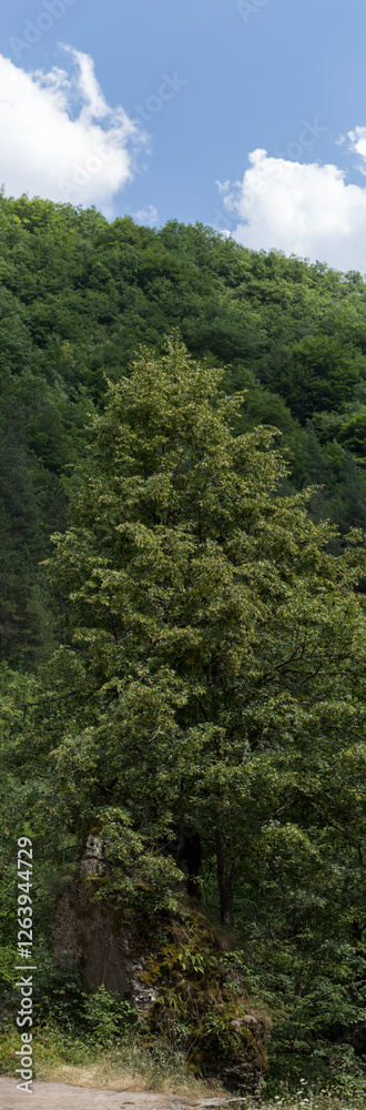 Rhodopes, are a mountain range in Southeastern Europe. Bulgaria. Panorama. The forest area covers the mountains. Rhodopes, are a mountain range in Southeastern Europe. Bulgaria. Panorama. The forest area covers the mountains.