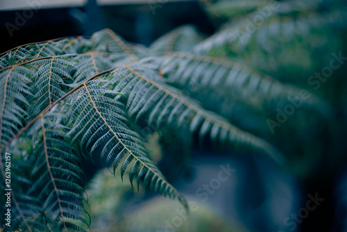 Fotografía Polypodiopsida, commonly known as true ferns, is a class of vascular plants that reproduce via spores rather than seeds