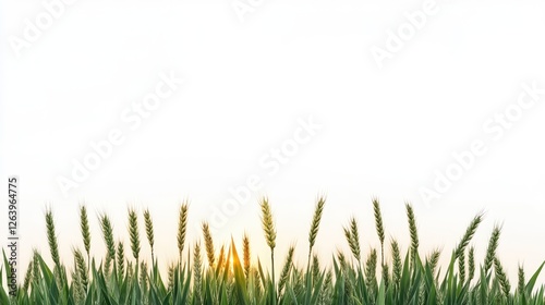 Golden wheat field at sunset with clear sky, symbolizing harvest and nature's beauty