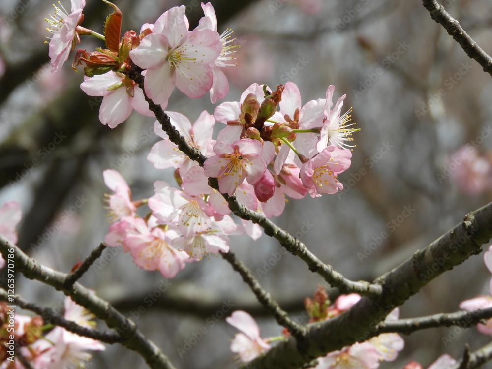 日本の花・桜 日本の花・桜