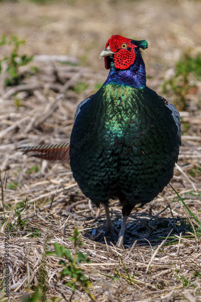 Japanese green pheasants (Phasianus versicolor) walk in fields