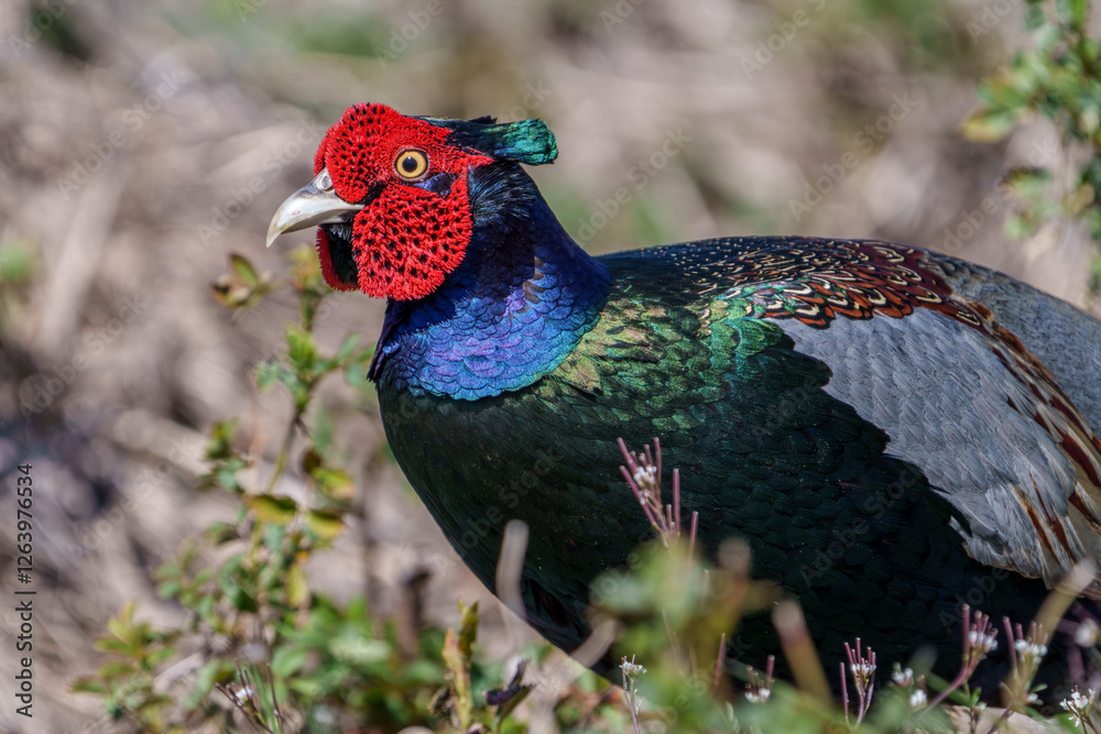 Close up image of Male Japanese green pheasants (Phasianus versicolor)