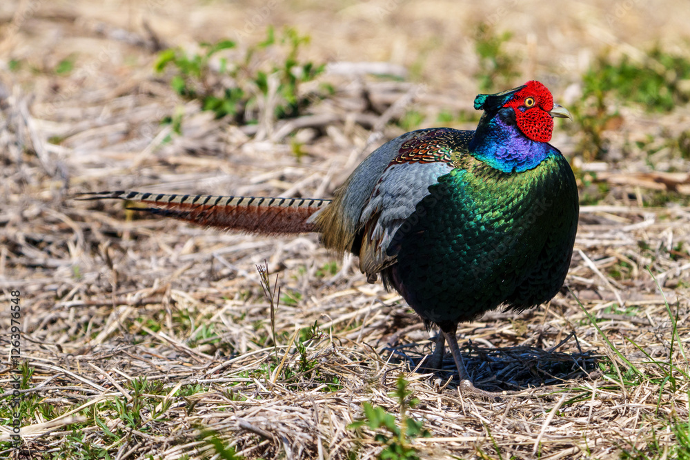 Japanese green pheasants (Phasianus versicolor) walk in fields