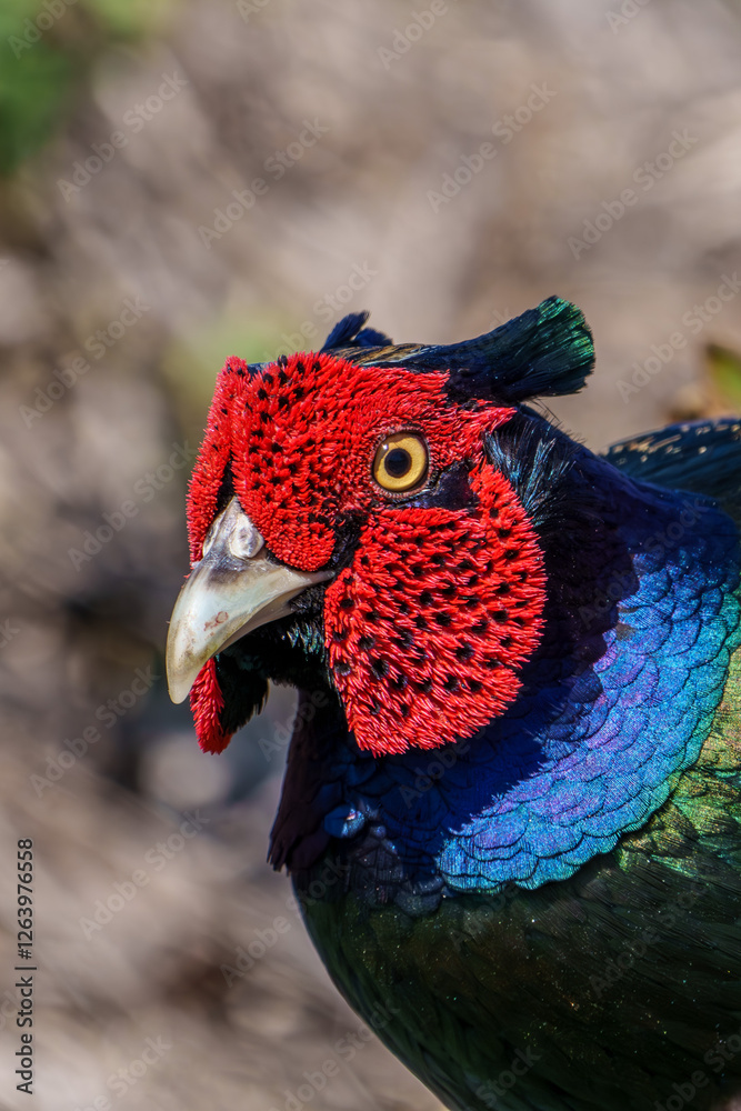Close up image of Male Japanese green pheasants (Phasianus versicolor)