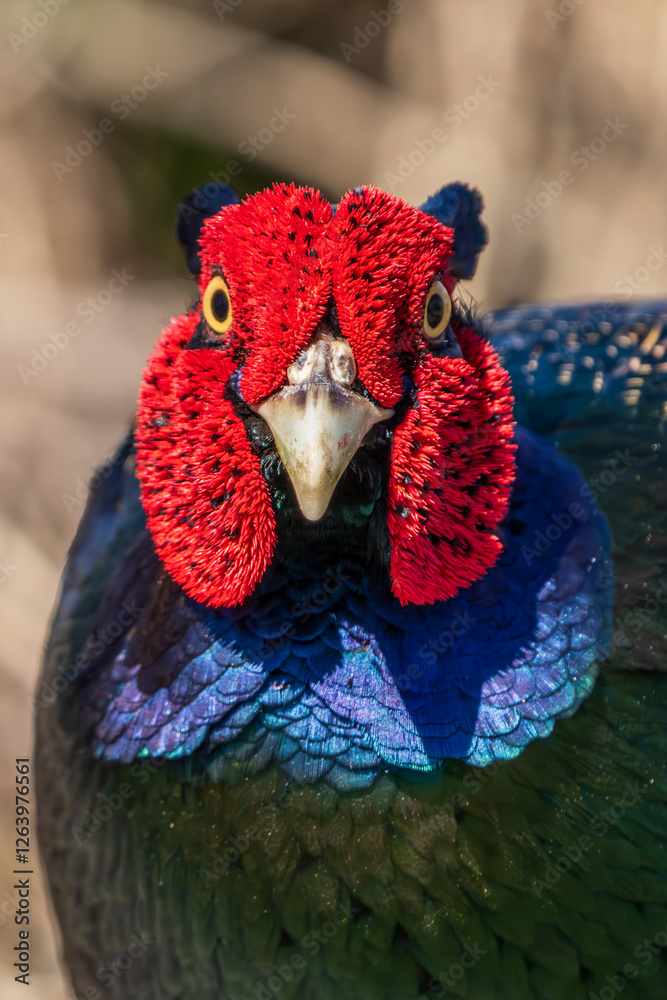 Close up image of Male Japanese green pheasants (Phasianus versicolor)
