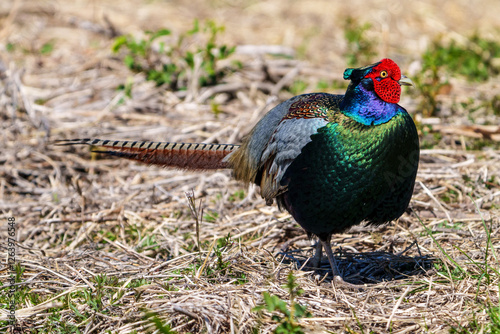 Obraz na płótnie Japanese green pheasants (Phasianus versicolor) walk in fields w salonie