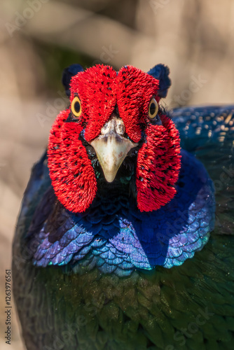 Obraz na płótnie Close up image of Male Japanese green pheasants (Phasianus versicolor) w salonie