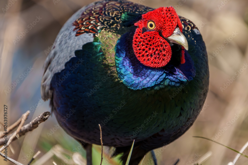 Close up image of Male Japanese green pheasants (Phasianus versicolor)
