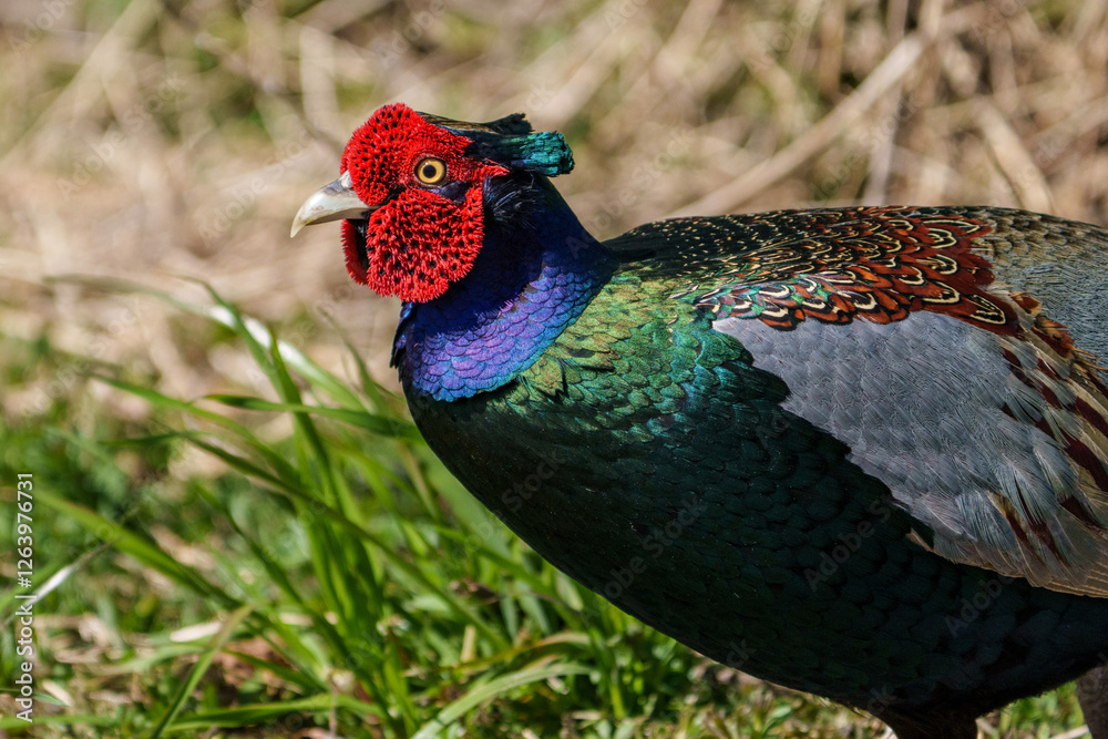 Japanese green pheasants (Phasianus versicolor) walk in fields