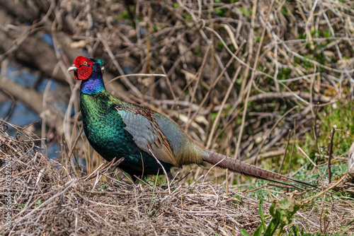 Japanese green pheasants (Phasianus versicolor) walk in fields
