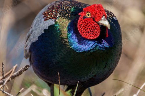 Obraz na płótnie Close up image of Male Japanese green pheasants (Phasianus versicolor) w salonie