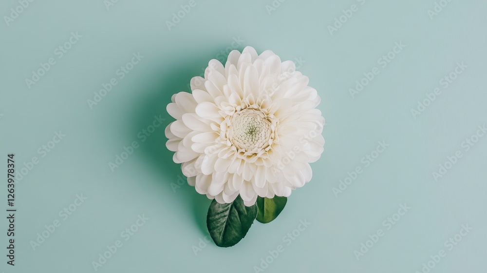 Obraz premium Elegant White Flower on Light Green Background for Minimalist Design