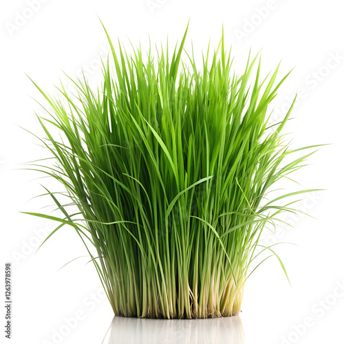 grass 