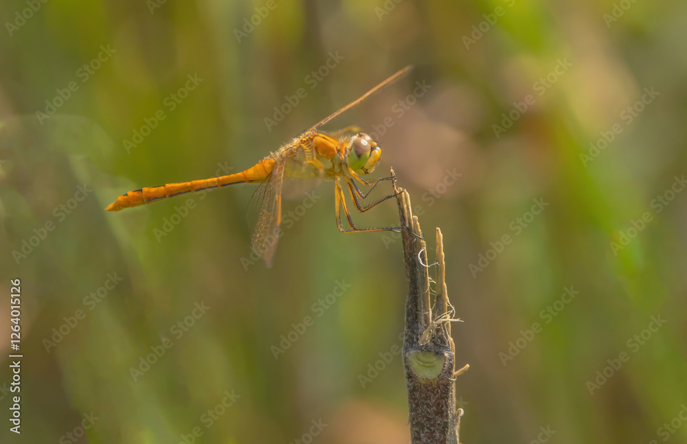 Dragonfly Clinging To A Stick Dragonfly Clinging To A Stick