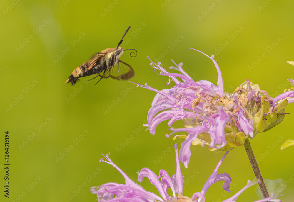 Fototapeta premium Bergamont Flower Attracting Hummingbird Moth