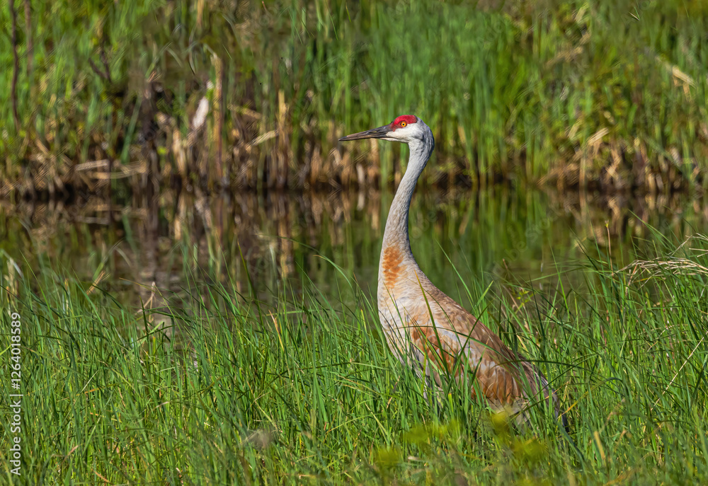 Fototapeta premium Sandhill Crane In Breeding Plumage