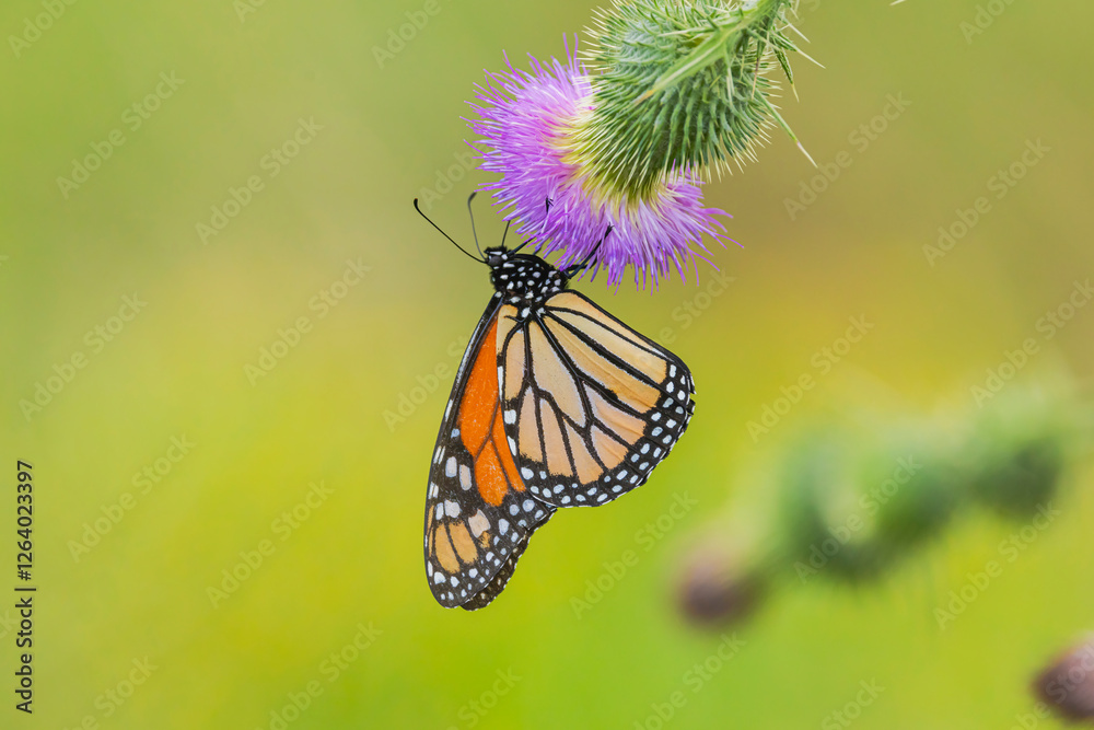 Fototapeta premium Monarch Butterfly On Wild Flower