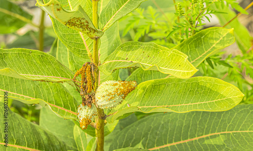 Aphis nerii On the Milkweed Plant photo