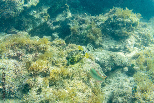 Fototapeta Naklejka Na Ścianę i Meble -  Smooth Trunkfish, Lactophrys triqueter, at a coral reef in the tropical waters of Vieques, Puerto Rico