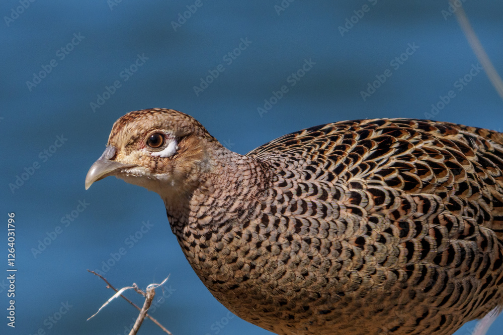 Close up image of Female Japanese green pheasants (Phasianus versicolor)