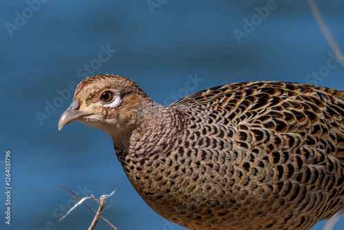 Obraz na płótnie Close up image of Female Japanese green pheasants (Phasianus versicolor) w salonie