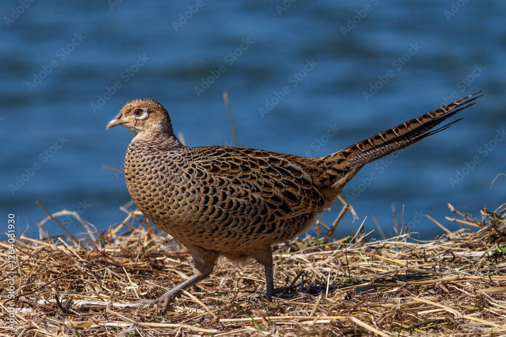 Female Japanese green pheasants (Phasianus versicolor) walk in fields