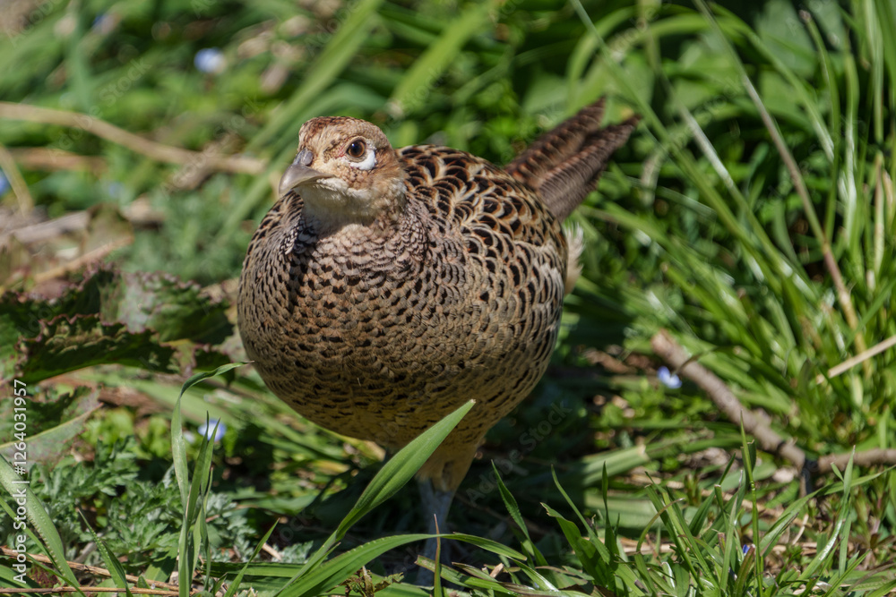 Female Japanese green pheasants (Phasianus versicolor) walk in fields