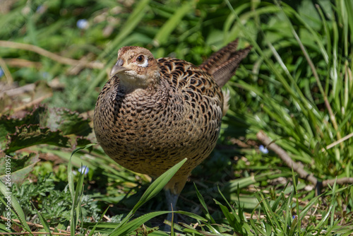 Obraz na płótnie Female Japanese green pheasants (Phasianus versicolor) walk in fields w salonie