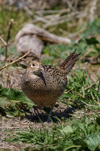 Obraz na płótnie Female Japanese green pheasants (Phasianus versicolor) walk in fields w salonie