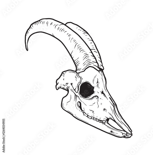 Goat Skull Digital Hand Drawn Line art Sketch Vector illustration in Retro Engraving Style. High Detailed Vintage Vector Illustration. Dramatic and detailed artwork of a black-horned goat skull. 