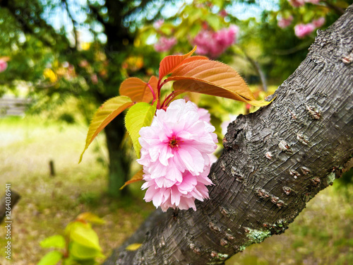 公園内に咲く桜の花 photo