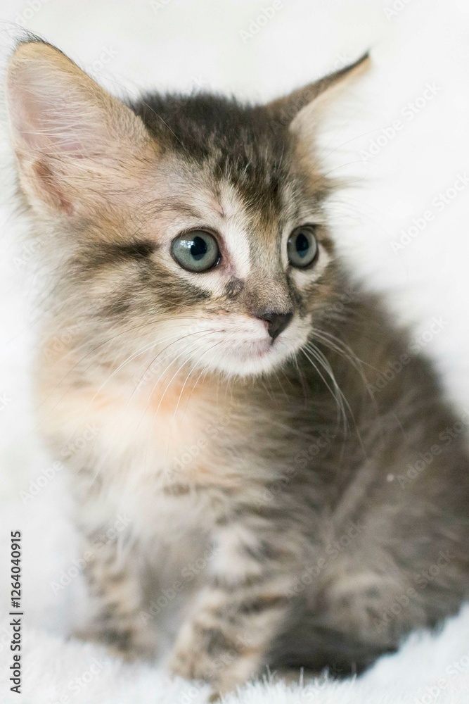 Cute little kitten on a white background. Selective focus. Cute little kitten on a white background. Selective focus.