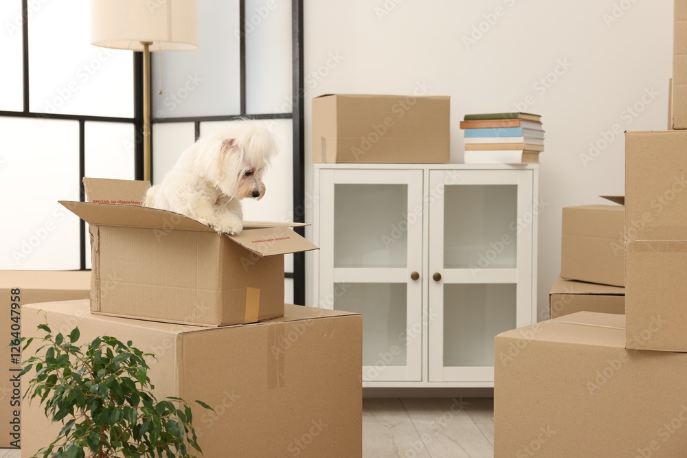 Fototapeta premium Moving day. Cute dog, houseplant and many cardboard boxes indoors