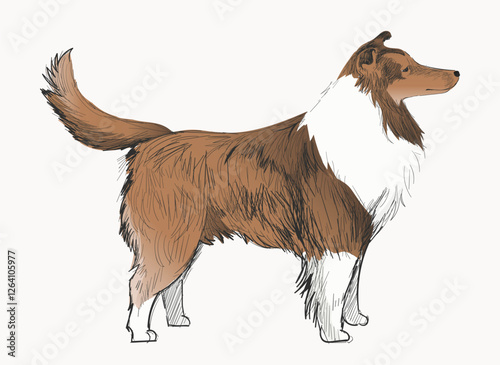 Shetland Sheepdog animal illustration vector