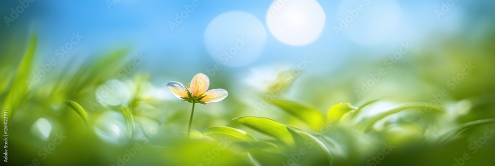 Fototapeta premium Green fresh grass lawn in Spring.