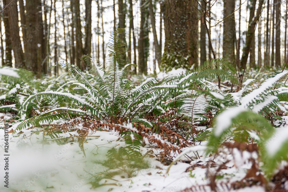 Light Snow In Forest With Ferns Light Snow In Forest With Ferns