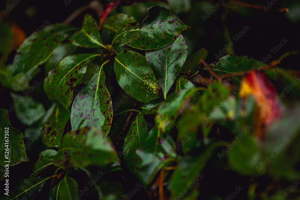 Obraz premium Macro shot of a green leaf in Tennessee