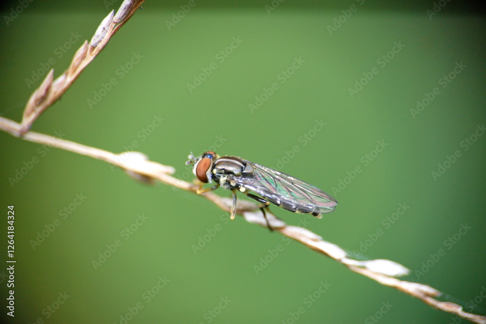 Fly on a twig in Cotacachi, Ecuador Fly on a twig in Cotacachi, Ecuador