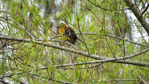 Golden grosbeak (Pheucticus chrysogaster) perched in a tree in Cotacachi, Ecuador photo