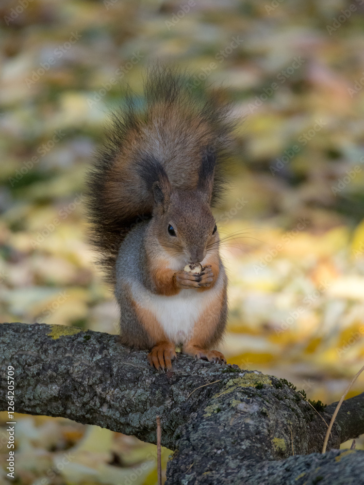 squirrel on a tree branch in autumn squirrel on a tree branch in autumn