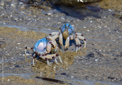 Two light blue soldier crabs feeding at low tide on detritus in the water fill their mouths with sand and food and then filter off the food and discard the sand at Beachmere in Queensland, Australia. photo