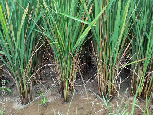 the base stem of the rice plant is affected by the disease